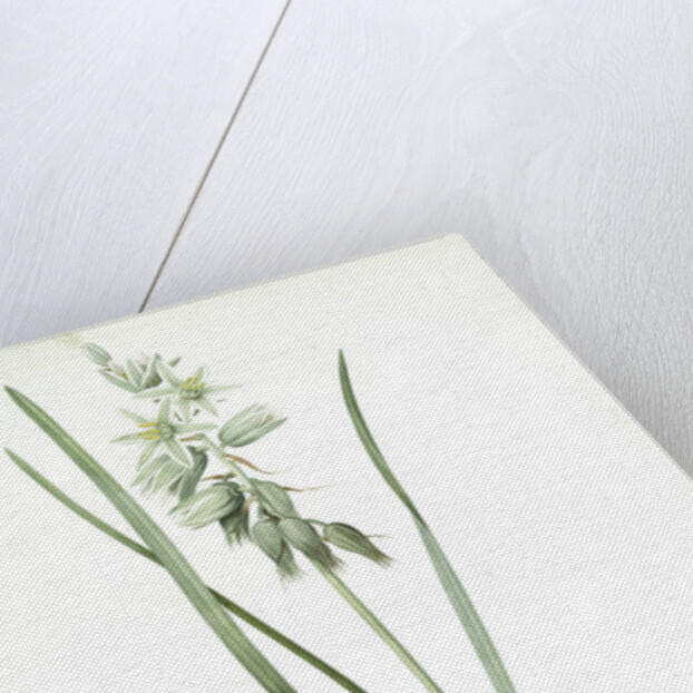 Ornithogalum nutans, Ornithogale penché; Drooping Star of Bethlehem, Nodding Star-of-Bethlehem by Pierre Joseph Redouté