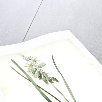 Ornithogalum nutans, Ornithogale penché; Drooping Star of Bethlehem, Nodding Star-of-Bethlehem by Pierre Joseph Redouté