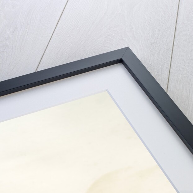 Massonia angusti­folia, Massonia Zeyheri; Massonie à feuilles étroites by Pierre Joseph Redouté