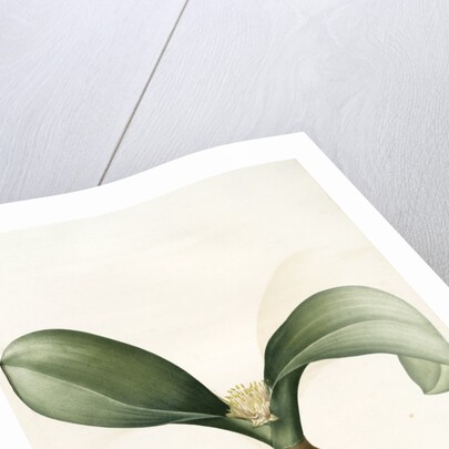 Massonia angusti­folia, Massonia Zeyheri; Massonie à feuilles étroites by Pierre Joseph Redouté