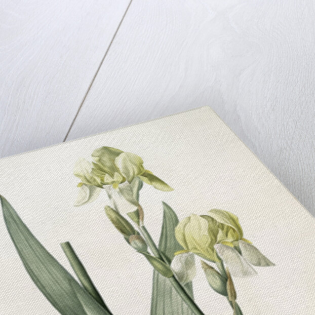 Iris flavescens, Iris à fleurs jaunes, Lemonyellow Iris by Pierre Joseph Redouté
