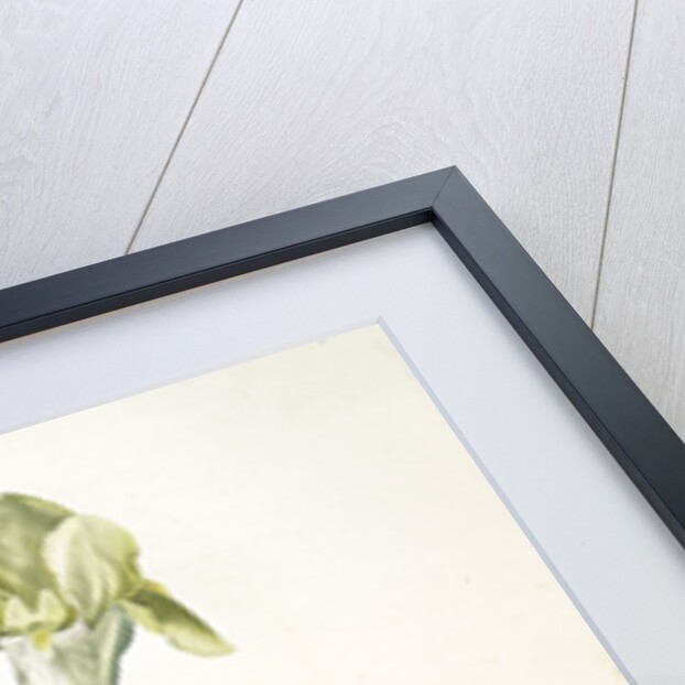 Iris flavescens, Iris à fleurs jaunes, Lemonyellow Iris by Pierre Joseph Redouté