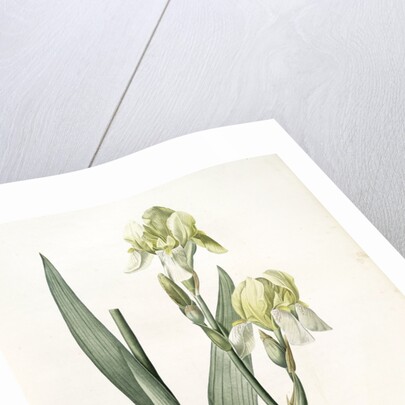 Iris flavescens, Iris à fleurs jaunes, Lemonyellow Iris by Pierre Joseph Redouté