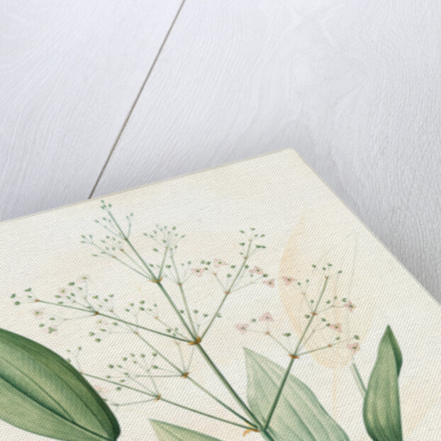 Alisma plantago, Alisma Plantago-aquatica; Fluteau plantain d'eau, Great Water Plantain by Pierre Joseph Redouté