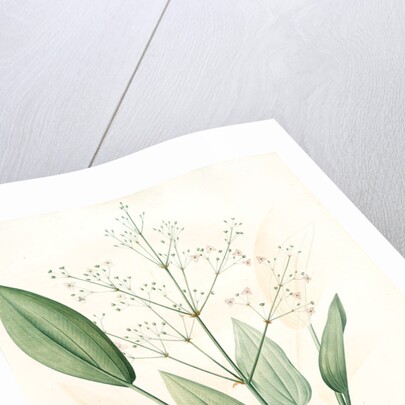 Alisma plantago, Alisma Plantago-aquatica; Fluteau plantain d'eau, Great Water Plantain by Pierre Joseph Redouté