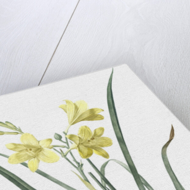 Hemerocallis flava, Hemerocalle Jaune; Yellow Day Lily by Pierre Joseph Redouté