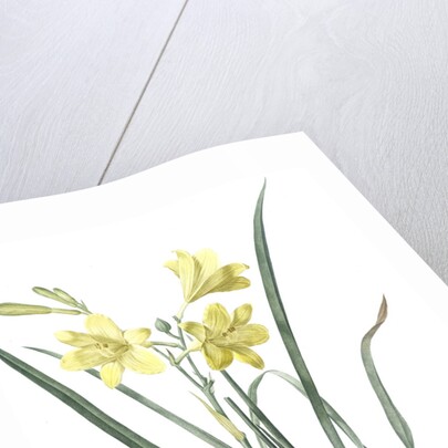 Hemerocallis flava, Hemerocalle Jaune; Yellow Day Lily by Pierre Joseph Redouté