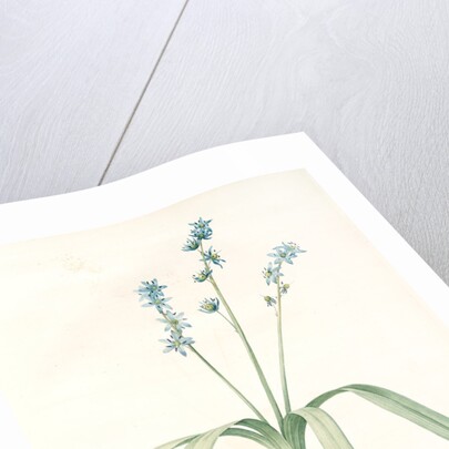 Scilla amoena, Scilla amoena; Star Hyacinth by Pierre Joseph Redouté