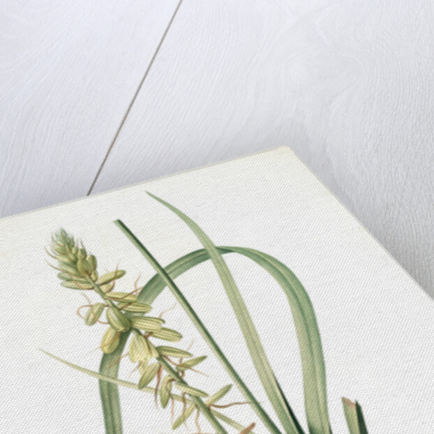 Albuca abyssinica, Albuca d'Abyssinie by Pierre Joseph Redouté