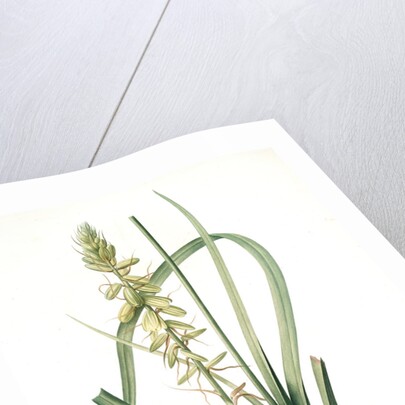 Albuca abyssinica, Albuca d'Abyssinie by Pierre Joseph Redouté