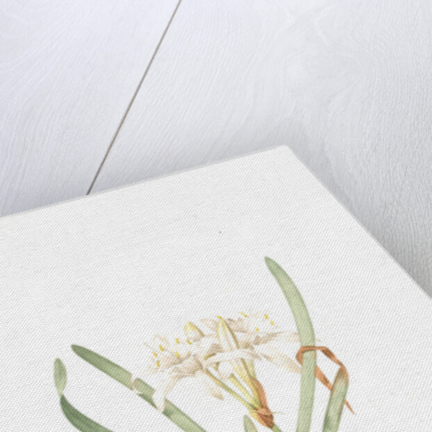 Pancratium maritimum, Pancrace maritime, Sea daffodil by Pierre Joseph Redouté