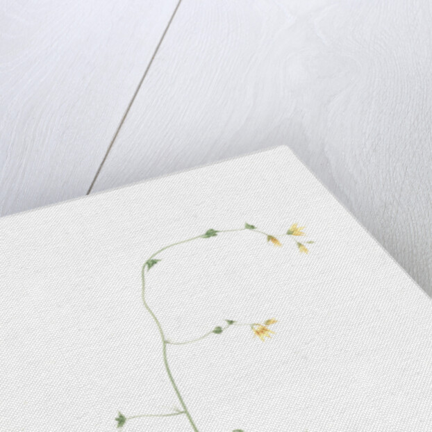 Diasia iridifolia, Melasphaerula graminea; Diasie, Grass-leaved Melasphaerula by Pierre Joseph Redouté