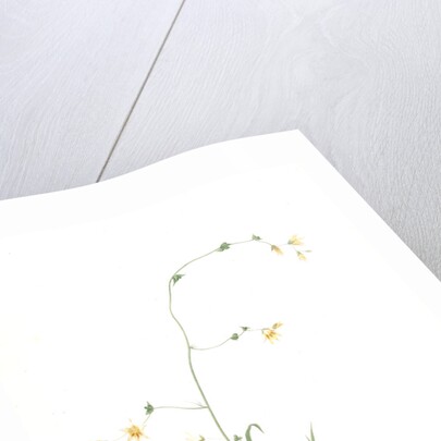 Diasia iridifolia, Melasphaerula graminea; Diasie, Grass-leaved Melasphaerula by Pierre Joseph Redouté