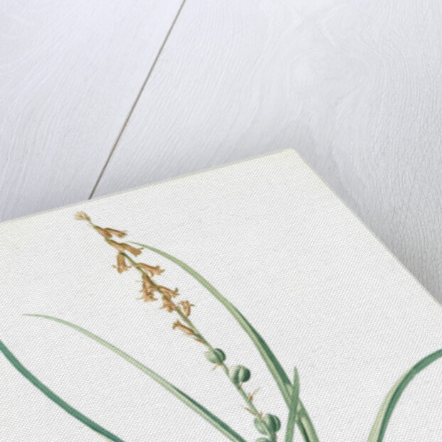 Hyacinthus serotinus, Dipcadi sp; Jacinthe tardive, Musk Hyacinth by Pierre Joseph Redouté