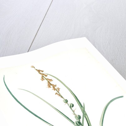 Hyacinthus serotinus, Dipcadi sp; Jacinthe tardive, Musk Hyacinth by Pierre Joseph Redouté