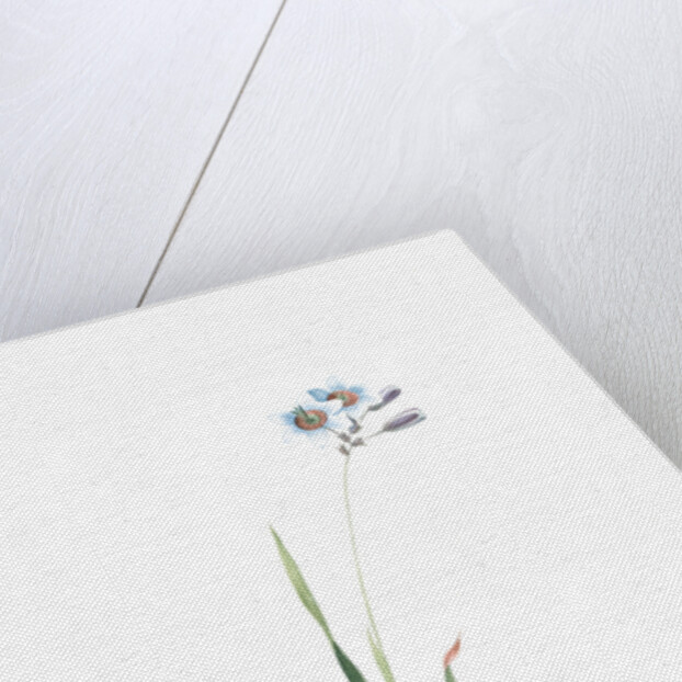 Galaxia ixiaeflora, Ixia monadelpha; Galaxis fleur d'Ixia, Monadelphous Ixia by Pierre Joseph Redouté