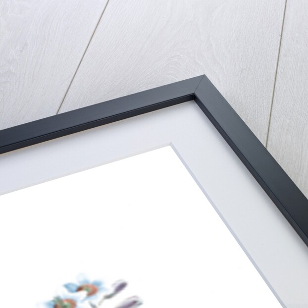 Galaxia ixiaeflora, Ixia monadelpha; Galaxis fleur d'Ixia, Monadelphous Ixia by Pierre Joseph Redouté