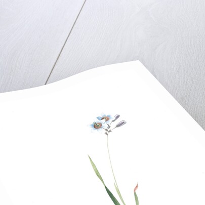 Galaxia ixiaeflora, Ixia monadelpha; Galaxis fleur d'Ixia, Monadelphous Ixia by Pierre Joseph Redouté
