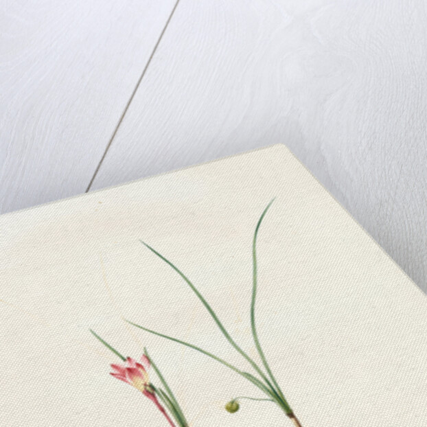Amaryllis atamasco var. minor, Zephyranthes Atamasco var. minor; Amarylles de Virginie var. a petites fleurs by Pierre Joseph Redouté