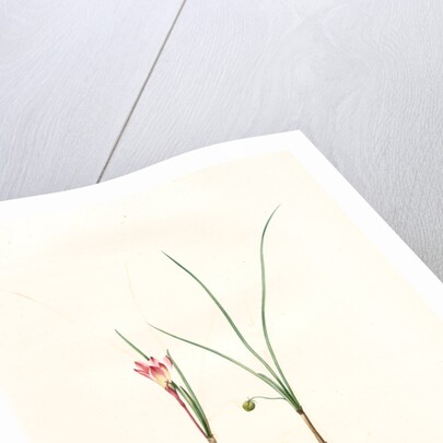Amaryllis atamasco var. minor, Zephyranthes Atamasco var. minor; Amarylles de Virginie var. a petites fleurs by Pierre Joseph Redouté