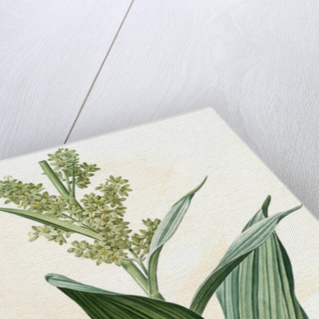 Veratrum album, Vératre blanc; False Hellebore by Pierre Joseph Redouté