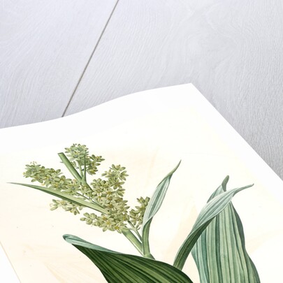 Veratrum album, Vératre blanc; False Hellebore by Pierre Joseph Redouté