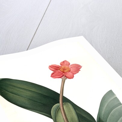 Haemanthus coccineus, Hémanthe écarlate; Blood Lily, Paint Brush; April Fool by Pierre Joseph Redouté