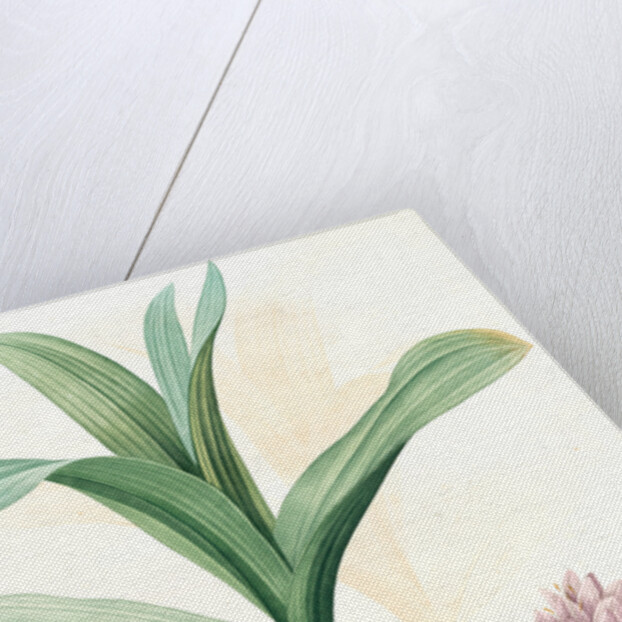 Colchicum autumnale var.latifolium, Colchique d'automne var. à larges feuilles, Meadow saffron by Pierre Joseph Redouté