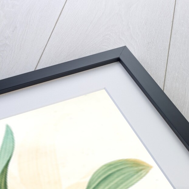 Colchicum autumnale var.latifolium, Colchique d'automne var. à larges feuilles, Meadow saffron by Pierre Joseph Redouté