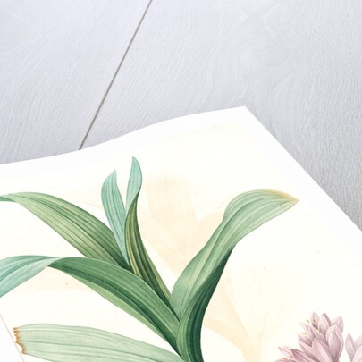 Colchicum autumnale var.latifolium, Colchique d'automne var. à larges feuilles, Meadow saffron by Pierre Joseph Redouté