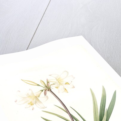 Amaryllis pallida, Amaryllis Belladonna var. pallida by Pierre Joseph Redouté