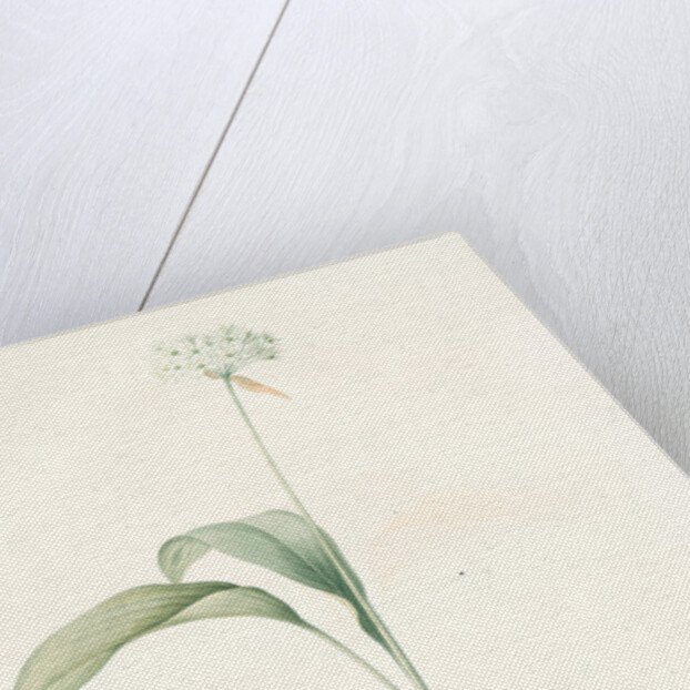 Allium ursinum, Ail des ours, Bear's Garlic; Wild Garlic by Pierre Joseph Redouté