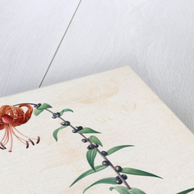 Lilium tigrinum by Pierre Joseph Redouté