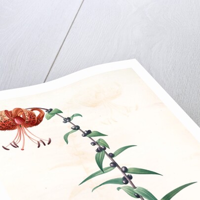 Lilium tigrinum by Pierre Joseph Redouté