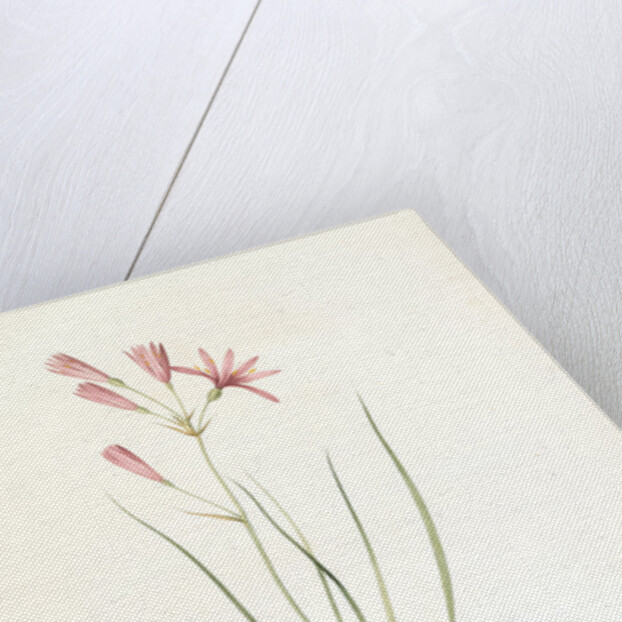 Amaryllis montana, Ixiolirion montanum by Pierre Joseph Redouté