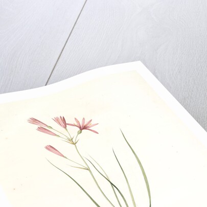 Amaryllis montana, Ixiolirion montanum by Pierre Joseph Redouté