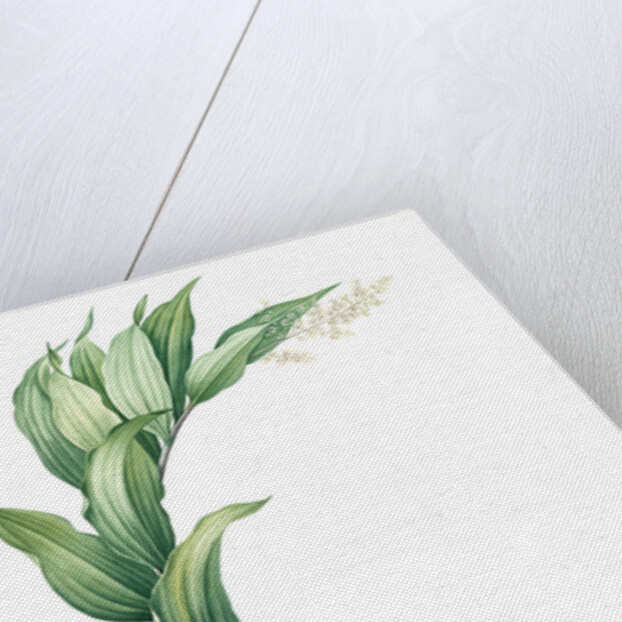 Smilacina racemosa, Smilacine en grappe; False Solomon's Seal, False spikenard; Solomon's zigzag; Treacle berry by Pierre Joseph Redouté