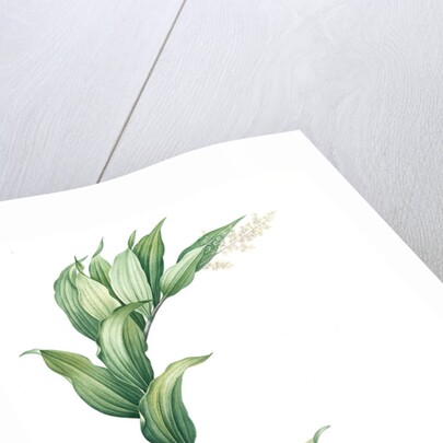 Smilacina racemosa, Smilacine en grappe; False Solomon's Seal, False spikenard; Solomon's zigzag; Treacle berry by Pierre Joseph Redouté