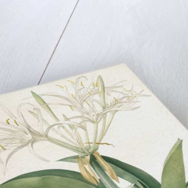 Pancratium speciosum, Hymenocallis speciosia; Pancrace à belles fleurs, Spider lily by Pierre Joseph Redouté