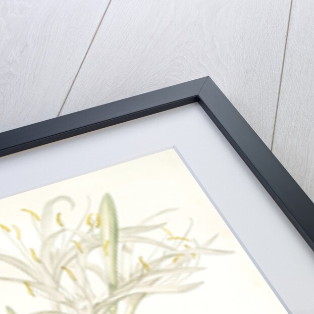 Pancratium speciosum, Hymenocallis speciosia; Pancrace à belles fleurs, Spider lily by Pierre Joseph Redouté