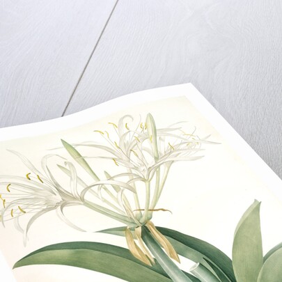 Pancratium speciosum, Hymenocallis speciosia; Pancrace à belles fleurs, Spider lily by Pierre Joseph Redouté