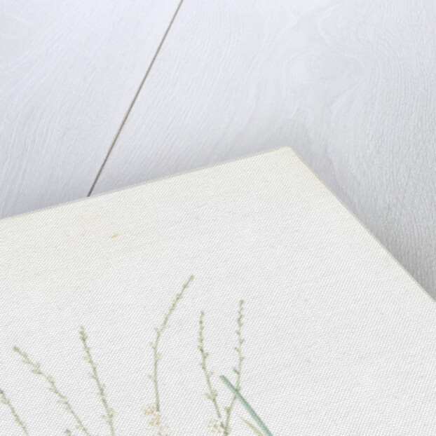 Phalangium elatum, Chlorophytum elatum; Phalangère élancée, Spider plant by Pierre Joseph Redouté