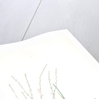 Phalangium elatum, Chlorophytum elatum; Phalangère élancée, Spider plant by Pierre Joseph Redouté