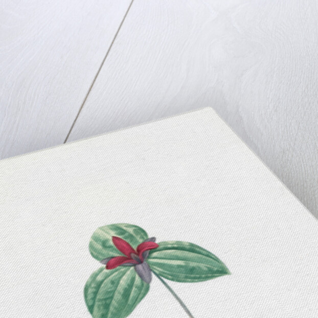 Trillium sessile, Trillium sessile, Wood-lily; Birthroot, Wake Robin, Stinking Benjamin by Pierre Joseph Redouté