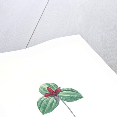 Trillium sessile, Trillium sessile, Wood-lily; Birthroot, Wake Robin, Stinking Benjamin by Pierre Joseph Redouté