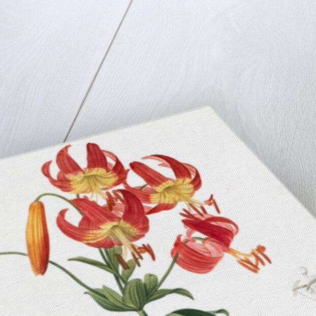 Lilium superbum; Lis superb by Pierre Joseph Redouté