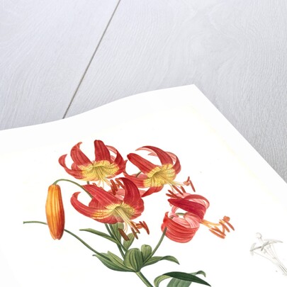 Lilium superbum; Lis superb by Pierre Joseph Redouté