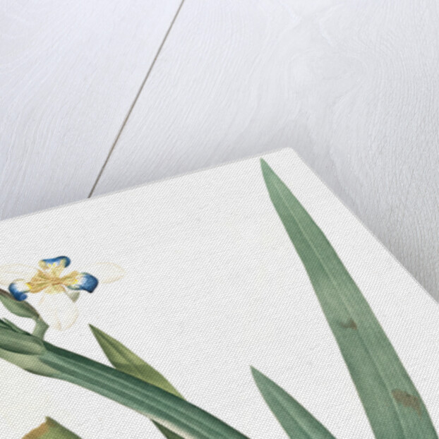 Moraea vaginata, Neomarica Northiana; Morée à longue gaine, Walking Iris; North's false flag; Apostle plant by Pierre Joseph Redouté