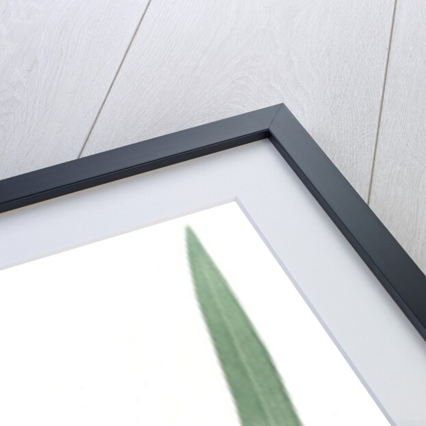 Moraea vaginata, Neomarica Northiana; Morée à longue gaine, Walking Iris; North's false flag; Apostle plant by Pierre Joseph Redouté