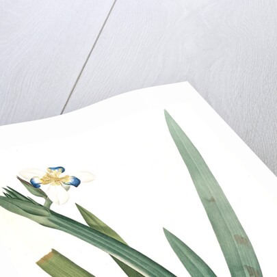 Moraea vaginata, Neomarica Northiana; Morée à longue gaine, Walking Iris; North's false flag; Apostle plant by Pierre Joseph Redouté